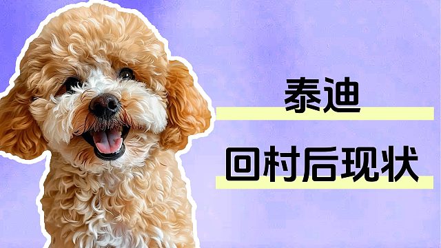 泰迪回村后，都过得怎么样？