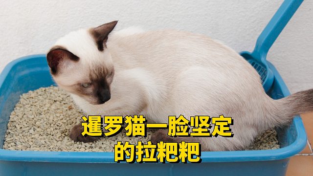 暹罗猫一脸坚定的拉粑粑