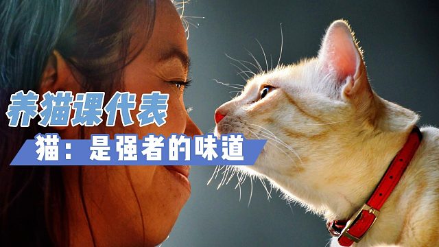 猫：我将加入强者阵营，主银你自己看着办吧