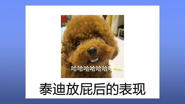 泰迪放屁后的表现，你都见过吗？