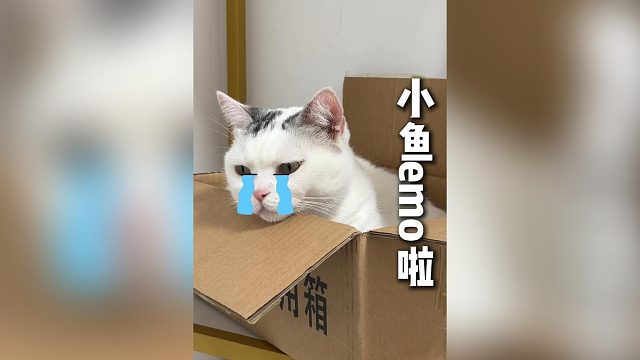 小鱼emo？sorry咯下次还敢这样做！
