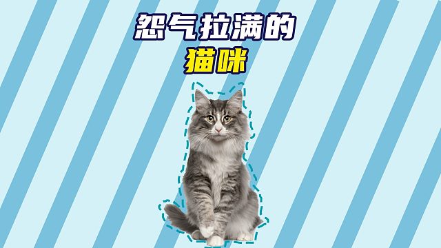 被唠嗑吵到的猫咪，直接怨气拉满！