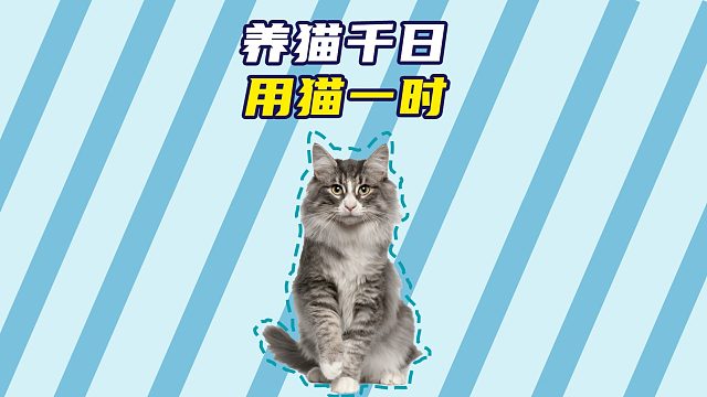 农村猫咪的抓鼠技能，一抓一个准！