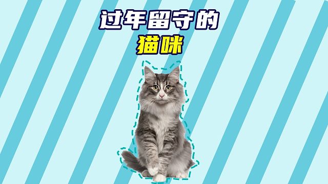 小猫不懂过年，只知道妈妈好几天没回来！
