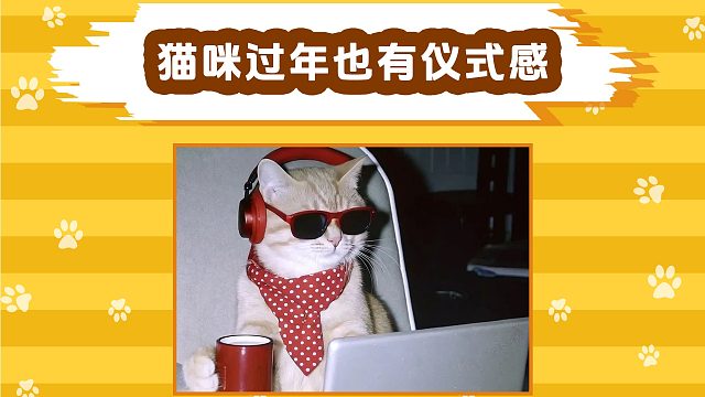 猫咪过年也要有仪式感，一起开心过年！