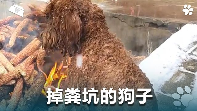 掉粪坑的狗子，太悲惨了