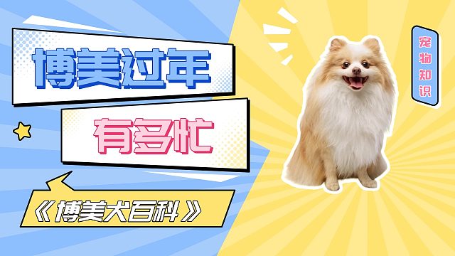 过年啦，想不到最忙碌的是博美！