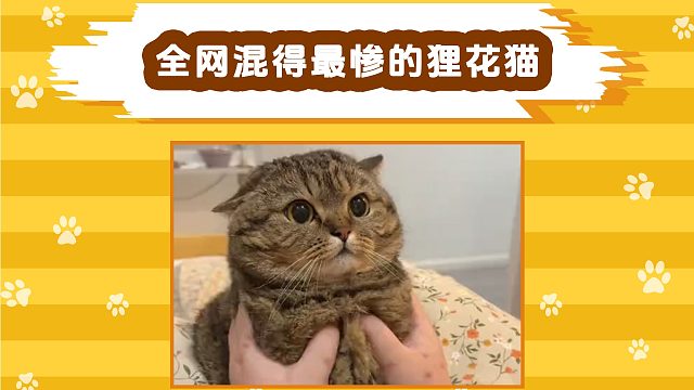 全网混得最惨的猫咪，被石矶娘娘支配的一生