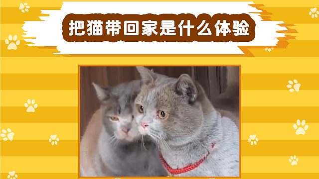 把猫咪带回老家是什么体验？直接判若两猫！
