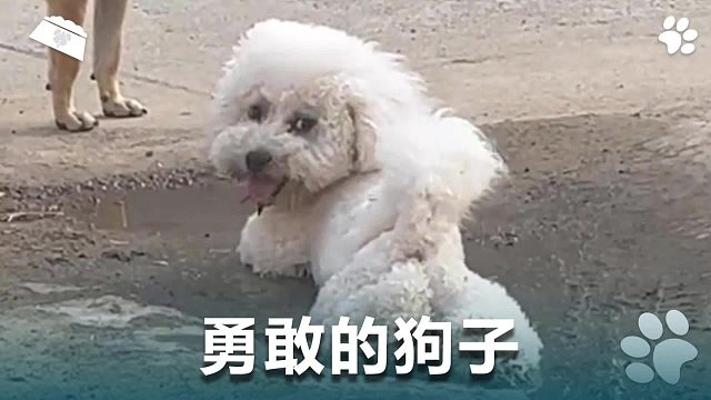 勇敢的狗子，让人看不懂