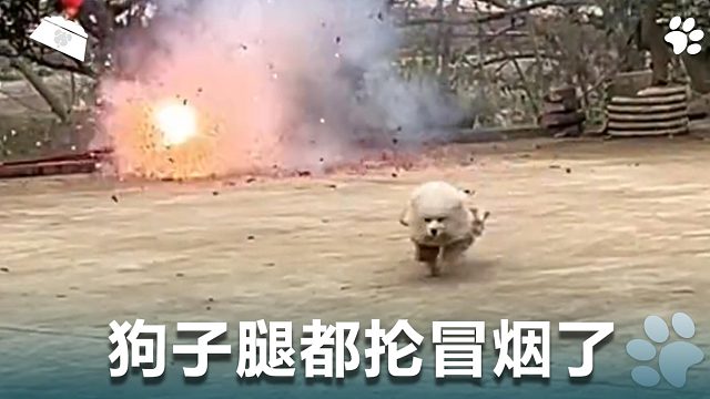 狗子腿都抡冒烟了，究竟是因为什么事？