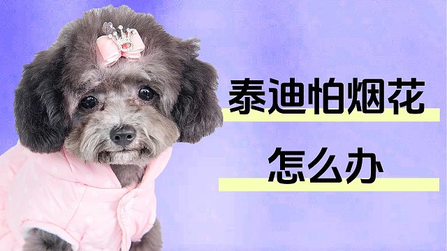 过年放炮，泰迪害怕怎么办？