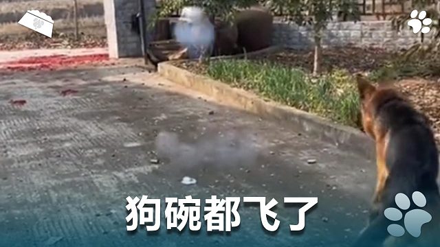 狗碗都飞了，无语死了