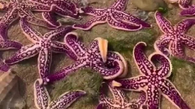 户外赶海抓海鲜