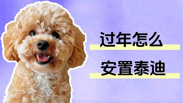 过年回家，泰迪怎么安排？