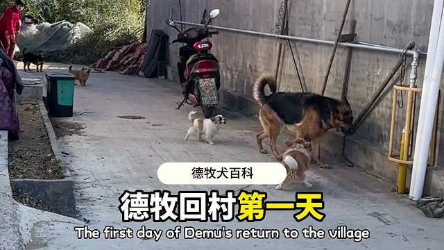 威风凛凛的德牧，没想到被小狗欺负！