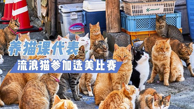 猫咪可能不是最美的，但是是最别致的