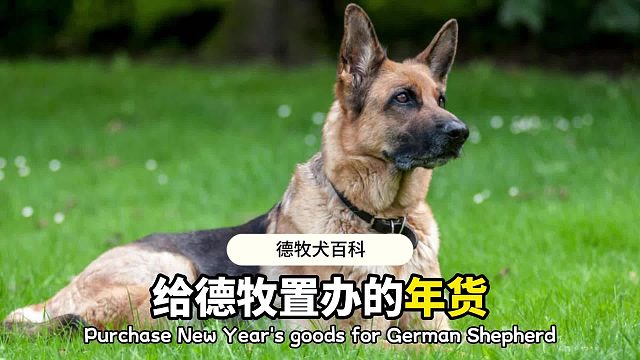 不会还有德牧，没有得到新年礼物吧！