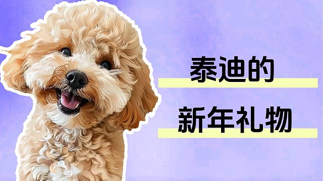 过年了，想好送什么礼物给泰迪了吗？