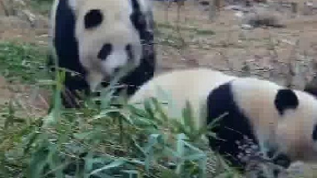 大熊猫两兄弟干饭太有激情了