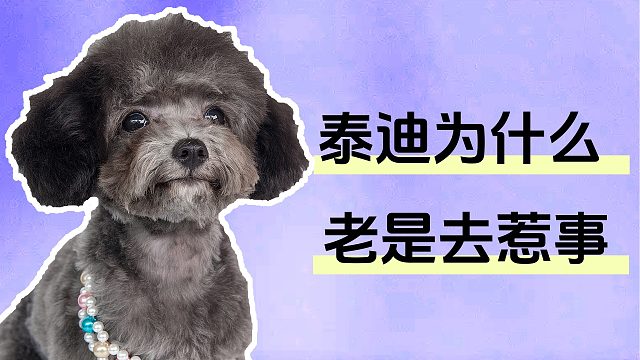 泰迪总喜欢去惹事？这其实是有原因的！