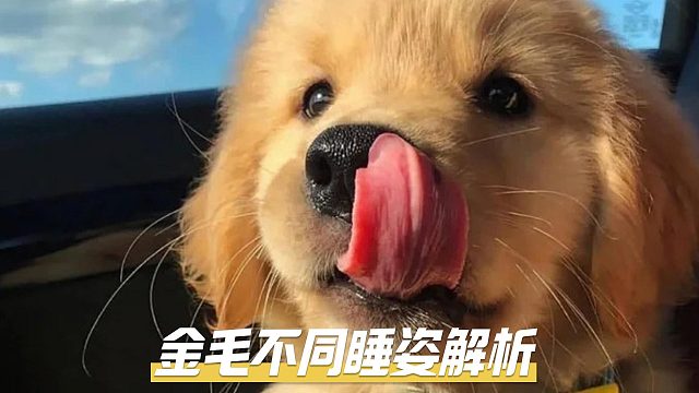 金毛的睡姿看似不起眼，其实大有学问