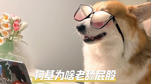 柯基舔自己的屁屁，是为什么呢？