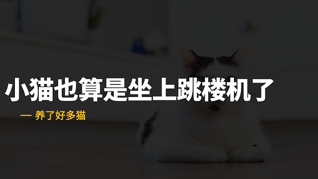 小猫在吊床上坐着，嗖的一下掉地上了