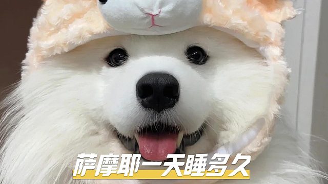 萨摩耶一天睡几个小时？分3个阶段！