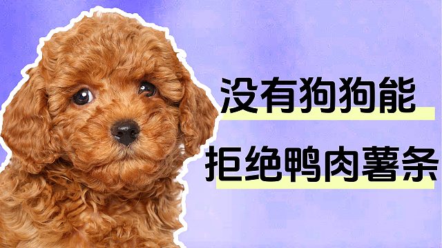 狗狗的小薯条，还有鸭肉缠绕在上面！