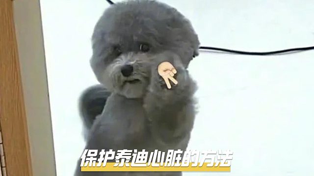 想泰迪长寿，那就要护好它的心脏