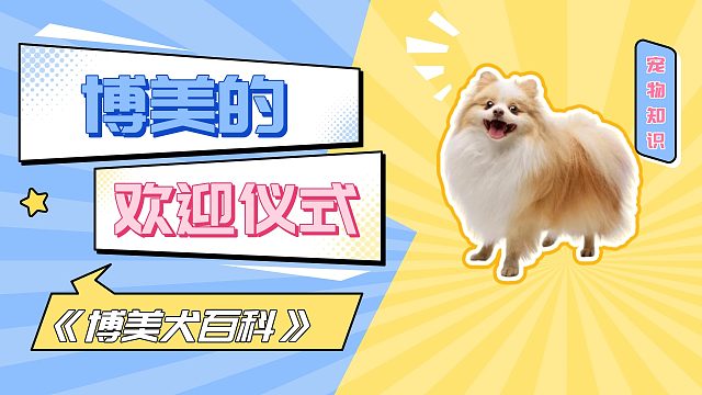 博美的欢迎仪式，看完你感动了吗？