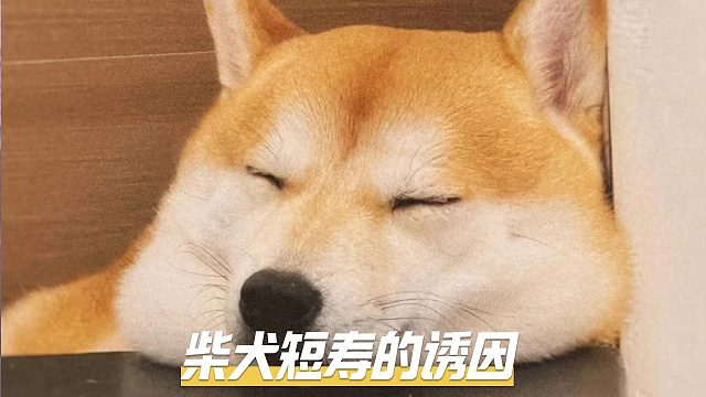 关爱柴犬健康，了解它短寿的诱因