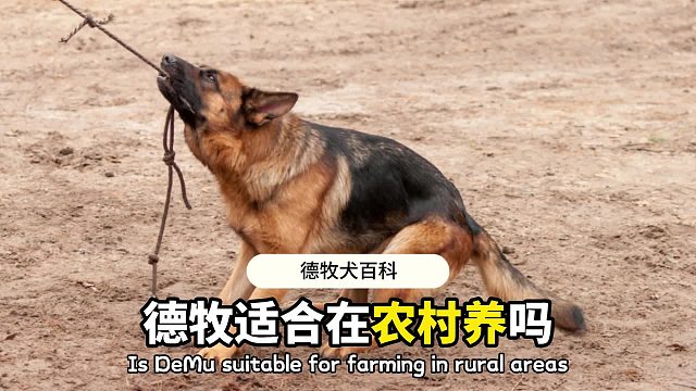 德牧在农村，等于回归大自然！