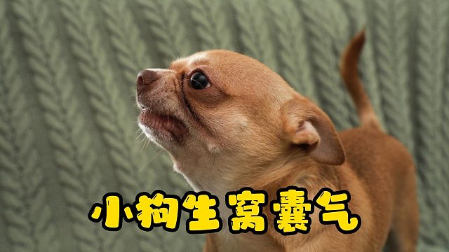 小狗啃桌布被打，拍地板发泄情绪