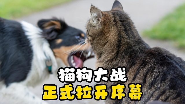 当猫猫拳遇上了狗狗嘴，谁胜谁负？