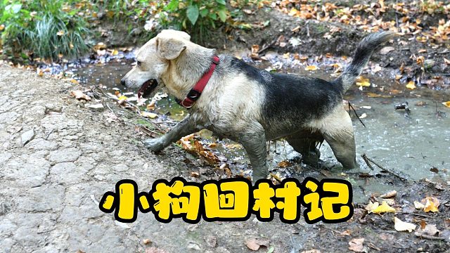回村后的小狗，已经彻底“癫了”