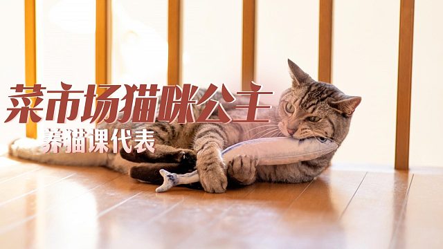 猫咪虽然住在菜市场，可也是公主