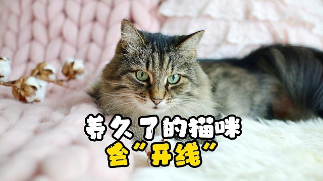养了几年的猫咪，胖得棉花都漏出来了！