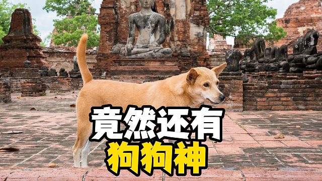 带毛孩子去拜狗狗神，祝愿一生无灾