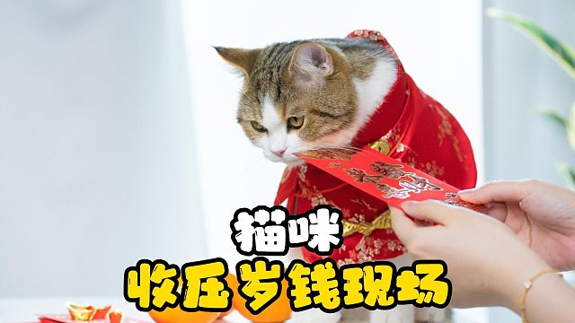 回家过年手红包的猫咪，人：我羡慕了！