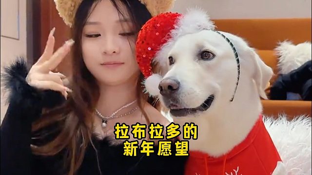 拉布拉多有哪些新年愿望呢？你会帮它实现吗