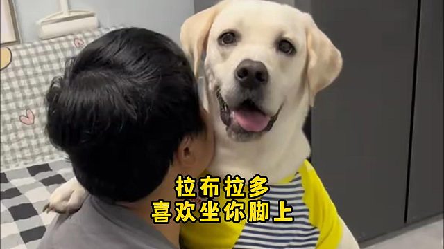 拉布拉多为什么喜欢坐你脚上呢？心机颇多