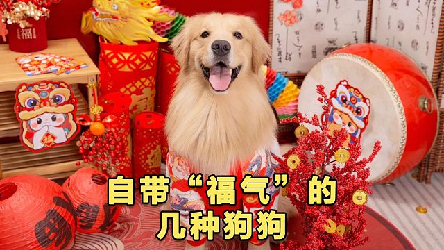 想要2025年行好运的，可以养这几种狗狗