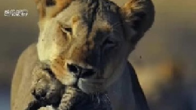 母狮叼着一身泥巴的幼崽