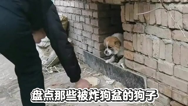 盘点那些被炸狗盆的狗子，太惨了