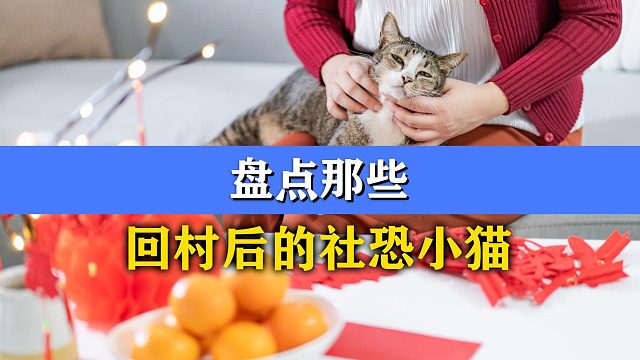 盘点那些回村后的社恐小猫，怂得不行