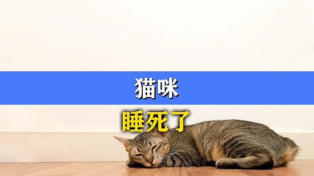 猫咪睡死了，可以为所欲为了