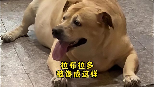 拉布拉多面对美食诱惑，馋的口水流一地