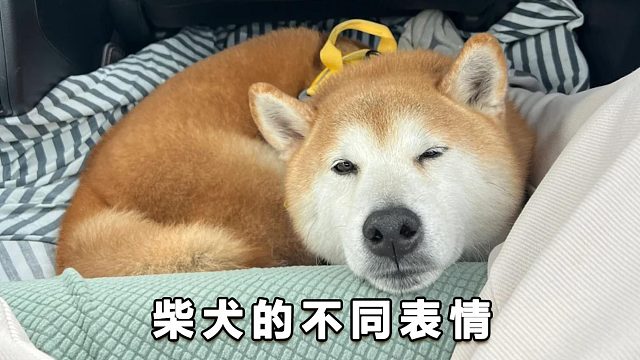 柴犬不同的搞怪表情，你见过多少呢？